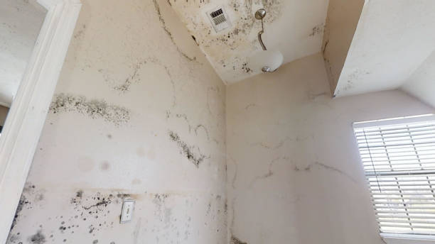 Best Mold Damage Restoration  in Pennington, NJ